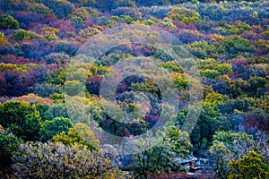 Colorful autumn trees