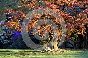 Colorful autumn trees