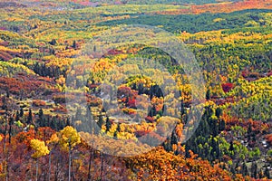 Colorful autumn trees