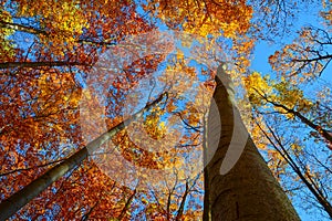 Colorful autumn trees