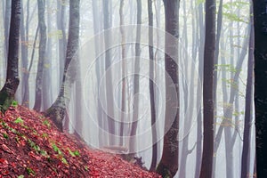 Colorful autumn trees in foggy  mystical  forest. natural autumn  background