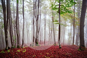 Colorful autumn trees in foggy  mystical  forest. natural autumn  background