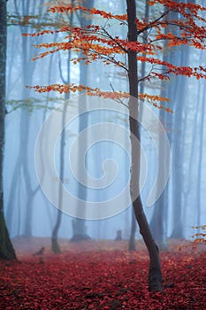 Colorful autumn trees in foggy  mystical  forest. natural autumn  background . picture with soft focus