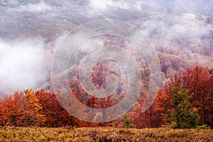 Colorful autumn trees in foggy  mystical mountain forest. natural  autumn   background