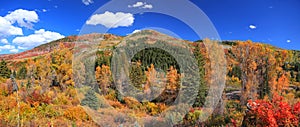 Colorful autumn trees at the foot hill of Colorado rocky mountains photo