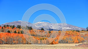 Colorful autumn trees at foot hill in rural Colorado photo