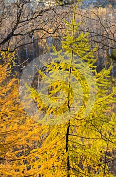 Colorful autumn trees in forest with yellow leaves and branches in sunlight