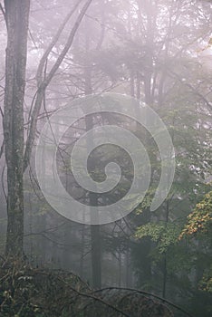 Colorful autumn trees in heavy mist in forest - vintage film ef