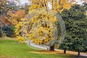 Colorful autumn trees in Montsouris park, Paris,