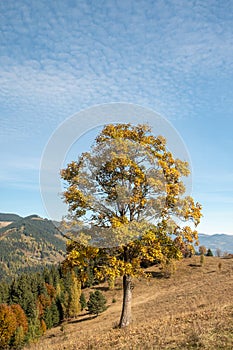 Colorful autumn trees in the mountains. Autumn mountain forest landscape. Autumn in mountains