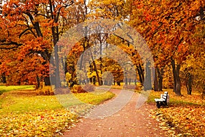 Colorful autumn trees in park