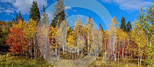 Colorful autumn trees in Wasatch mountains, Utah