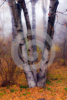 Colorful autumn trees with yellowed foliage in the autumn park