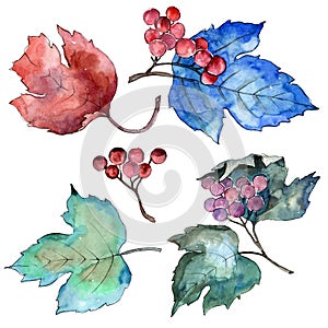 Colorful autumn vibirnum leaf. Leaf plant botanical garden floral foliage. Isolated illustration element.