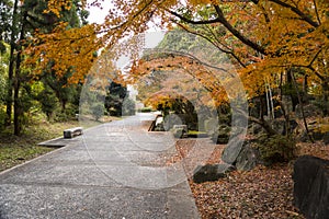 Colorful Autumn view with withered fallen leaves strewn on the ground in Tsurumi Ryokuchi Park, Osaka, Japan
