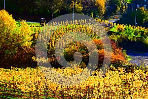 colorful autumn vine near Bruttig-Fankel in Moseltal