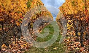 Colorful autumn in vineyard