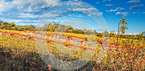 Colorful autumn vineyard in Carpathian mountain,Bratislava ,Pezinok, Slovakia