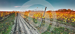 Colorful autumn vineyard in Carpathian mountain,Bratislava ,Pezinok, Slovakia