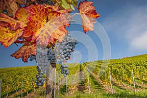 Colorful autumn in vineyard with grapes