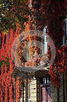 Colorful Autumn Virginia Creeper on university building. Vintage autumn landscape