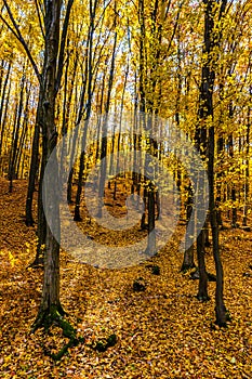Colorful Autumn In Voderady Beechwood, Czechia