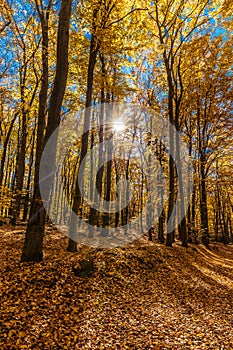 Colorful Autumn In Voderady Beechwood, Czechia