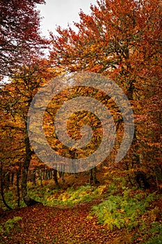 Colorful autumn walking path in Picos de Europa national park near Puerto de Panderrueda viewpoint, Spain