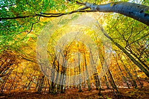 Colorful Autumn in wild forest, golden leaves on trees