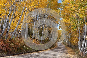 Colorful Autumn Woods with Unpaved Road