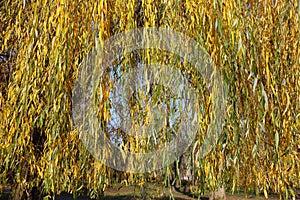 Colorful autumnal foliage of weeping willow in November