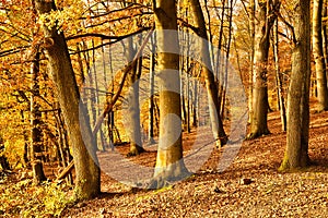Colorful autumnal forest with beech trees and the sun shining in. The ground is covered with dry leaves. Germany, Baden-