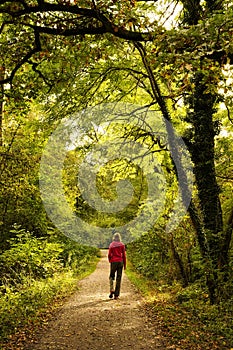 Colorful autumnal forest with the sun shining in. A caucasian woman is walking on a path. Germany, Baden-Wurttemberg