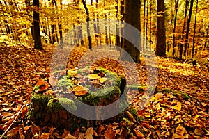 Colorful autumnal forest with the sun shining in. The ground is covered with dry leaves. A stump in front with moss and leaves.