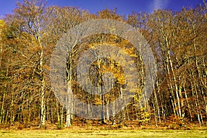 Colorful autumnal forest with a yellow tree in front. Sunshine and a bright blue sky. Germany, Baden-Wurttemberg