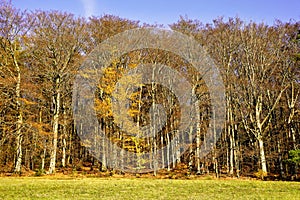 Colorful autumnal forest with a yellow tree in front. Sunshine and a bright blue sky. Germany, Baden-Wurttemberg