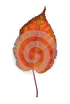 Colorful autumnal leaf