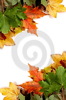 Colorful autumnal leaves