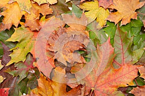 Colorful autumnal leaves