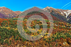 Colorful autumnal trees on the slopes of the Alps.