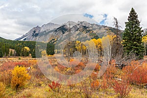 Colorful autumnal vegetation, forest and grassland in Banff National Park. Canadian Rockies, AB, Canada.