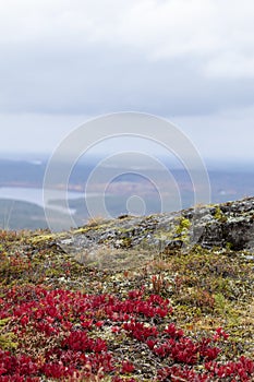 Colorful autumnal view with bright red leaves of Alpine Bearberry Arctous alpina, Arctostaphylos alpina photo