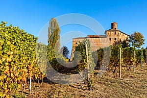 Colorful autumnal vineyards under blue sky in Barolo, Italy.