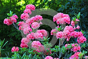 Colorful azalea, or Rhododendron simsii flowers in a garden