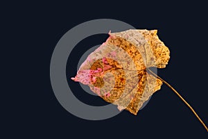 Colorful back lit dry partially decompose leaf on black background