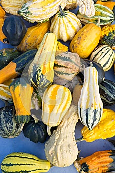 Colorful background of assorted ornamental gourds.