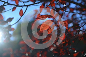 Colorful background of autumn leaves