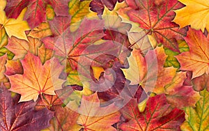 Colorful background of autumn maple tree leaves background close up. Multicolor maple leaves autumn background.