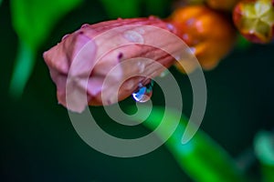 Colorful background of the colors of nature starring a drop of water after a brief rain