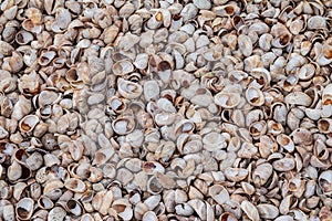 Colorful background of hundreds of seashells